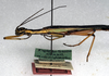 CollectionObject 1558274; NMW 244, 845b902a-5efd-4a94-b53a-a708f2eac232: copyright NMW. male: head and thorax, lateral view (holotype). (CollectionObject).