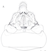 Neomenocria advena (Spinola, 1839): (Otu).