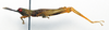CollectionObject 1500998; 41b49a29-bfdb-44d9-a825-b44e2c392cb4: male, lateral view (holotype). (CollectionObject).