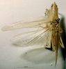 CollectionObject 1503297; MBBJ 3225999, 6dcb6c5b-2a21-416e-8dba-d95d40475418: male, dorsal view. (CollectionObject).