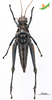 CollectionObject 2243534; Unioeste Cascavel K-0590, ff376773-209d-4a5c-9be0-c39e3d974e9e, Unioeste Cascavel K-0590: Female, ventral view. (CollectionObject).