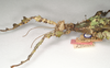 CollectionObject 1558785; 8d1483d7-707e-497d-8188-1cb0c07a2f69: copyright ANIC, Canberra. female: head and thorax, lateral view of synonym Extatosoma elongatum (lectotype). (CollectionObject).
