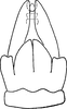 Subgenital plate, ventral view on Alishania formosana (Matsumura, 1914): Subgenital plate. (Observation).