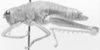 CollectionObject 1524467; a8712fe5-6b0a-4302-8120-61b0fbdc1621: female, lateral view (holotype). (CollectionObject).