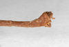 CollectionObject 1561862; 65cbe604-7b31-4514-8f55-f751c1969d07: copyright ZMHB, Berlin. male: end of abdomen, lateral view (holotype). (CollectionObject).
