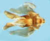 Zoniopoda serrana Pocco, Rubio & Cigliano, 2011: phallic complex without epiphallus, dorsal view. (Otu).