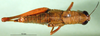 CollectionObject 1589512; d3b99770-6c14-4ecb-8aa5-e91091b5fef3, DORSA BA000073S01: female, dorsal view (paratype). (CollectionObject).