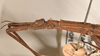 CollectionObject 1558452; a237584d-116d-4fb6-96cd-ae54ce1c2027: copyright OUMNH. male: head & thorax, lateral view of Dimorphodes mancus (syntype). (CollectionObject).;CollectionObject 1558453; ea906b12-686a-41bd-bb38-664c85261f31: copyright OUMNH. male: head & thorax, lateral view of Dimorphodes mancus (syntype). (CollectionObject).