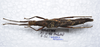 CollectionObject 1576183; a08d2b42-905f-4c8c-a0b0-7cc58449fbd5: copyright ZRC, Singapore. female, dorsal view (holotype). (CollectionObject).