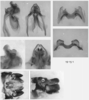 Melanoplus digitifer Hebard, 1936: male genitalia. (Otu).