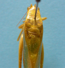 CollectionObject 1542924; e0c6e038-cb01-4d16-ba3e-236bf04458dd: male, pronotum and stridulatory area dorsal view (holotype). (CollectionObject).