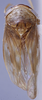 Habitus, dorsal view: (Observation).