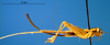 CollectionObject 1565731; b9c94762-f017-40f7-8c88-f84699ee02b1: female, lateral view (paratype). (CollectionObject).
