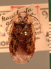 Tribonium guttulosum (Walker, 1868): Copyright UMO, Oxford. Type of Nauphoeta guttulosa, dorsal view. (Otu).