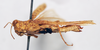CollectionObject 1540656; 923a74e5-2078-43c5-ac02-40bb26d8fbb2: female, lateral view (holotype of Tenuitarsus revoili). (CollectionObject).