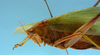CollectionObject 1542820; DEES MZLQ-I0087, a7fbbd90-7ed4-4148-a37a-1c64a73af51c: female, anterior part of the body lateral view (syntype). (CollectionObject).