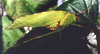 Deflorita (Hueikaeana) directa (Ingrisch, 1998): from Ingrisch 1998(?). (Otu).