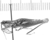 CollectionObject 1525188; 7a94fe97-aaa5-4cd0-9c06-55b6516fa186: female, lateral view (allotype). (CollectionObject).