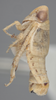 Habitus, lateral view on Athysanella (Athysanella) deserta Blocker, 1988: Lateral. (Observation).