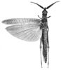 Euomopalon superbum Sjöstedt, 1920: Pl. 2, Fig. 1. female (elytra length 60 mm, hind tibiae 23 mm). (Otu).