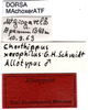 CollectionObject 1577116; 75b89cdb-15e1-45e2-9f30-72fec0a3799a: labels (allotype of Chorthippus xerophilus). (CollectionObject).