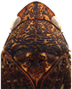 Head: !! display not done !! on Acuera (Acuera) adspersa (Stål, 1854): Male specimen [DZUP]: head, pronotum and mesonotum, dorsal view. (Observation).