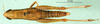 CollectionObject 1501406; 5dce35b8-085a-48b6-a6d0-78be4d359538, DORSA BA000101S01: female, dorsal view (holotype of P. stenopterum). (CollectionObject).