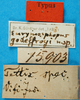 CollectionObject 1500843; 4b0c32fa-876e-4fb8-9560-6d2f0dd94b60: labels (holotype). (CollectionObject).