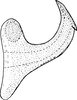 Aedeagus, lateral view: Aedeagus, lateral view. (Observation).