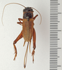 CollectionObject 1476488; 5988912c-6f97-40eb-a6b4-e03eb01161f9: female, dorsal view (holotype). (CollectionObject).