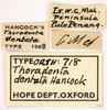 CollectionObject 1521861; OUM 718, 88680856-1173-4b6b-b379-50533c90b211: labels (holotype of Thoradonta dentata). (CollectionObject).