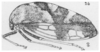 Habitus, lateral view on Cyrtolobus pallidifrontis (Emmons, 1855): (Observation).