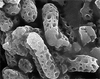 Brochosomes on Cuerna arida Oman & Beamer, 1944: CR177 | U.S.A., Arizona, Ruby | 7/13/1940 | KSEM. (Observation).