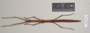 CollectionObject 1557449; NHMUK(SF IMPORT DUPLICATE) 845176, a8b154ed-d2ee-44f0-ad75-4154f98c11ff: copyright Natural History Museum, London. female (holotype). (CollectionObject).