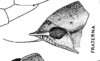 Habitus, lateral view: !! display not done !! on Prairiana fraterna (Spångberg, 1878): (Observation).