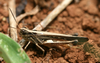 FieldOccurrence 188; 45fb9d75-97bc-4b02-afb2-e33f05476490; Tanzania
Kaffeeplantage southern slopes Kilimanjaro, 2012/10/04: male. (FieldOccurrence).
