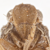 Head on Acanthoflata salina (Dozier, 1927): (Observation).