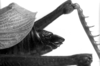 CollectionObject 1533736; 4d210126-9487-4911-bbfe-fb6750c63df5: Image Carbonell, C.S. female abdomen end, lateral view. (CollectionObject).