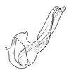 Aedeagus, lateral view on Coarctana striata Domahovski & Cavichioli, 2023: Male holotype [DZUP]: aedeagus, lateral view. (Observation).