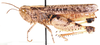 Dnopherula crassipes (Uvarov, 1921): female, lateral view. (Otu).