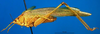 CollectionObject 1500515; 7e31aada-2198-449d-b685-42ba84312386, DORSA BTcatmacHTF: female, lateral view (holotype of Catoptropteryx maculipennis). (CollectionObject).