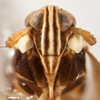 Head: !! display not done !! on Tagosodes albolineosus (Fowler, 1905): (Observation).