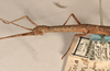CollectionObject 1561273; 1a6c7736-f0c9-4736-9f29-09515cd4c42c: copyright OUMNH. female: head & thorax, lateral view (holotype). (CollectionObject).