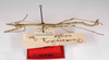 CollectionObject 1564141; 19fff3f5-5ad9-4086-a5b0-80eb61f4e461: copyright MNCN, Madrid. male, lateral view (syntype). (CollectionObject).;CollectionObject 1564142; 0fa5b738-537f-4b39-8b69-fcee83e1aa4f: copyright MNCN, Madrid. male, lateral view (syntype). (CollectionObject).