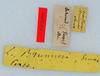 CollectionObject 1506376; dbc479d4-7407-4ee4-8c5b-f7ca66f06d74: labels (syntype). (CollectionObject).