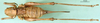 CollectionObject 1502462; 407e363b-7e90-4c22-8ded-e1029cf84918: female, dorsal view (paratype). (CollectionObject).