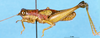 CollectionObject 1505072; e151eb67-e24b-48ec-9f84-75cfbb10ccfc, DORSA D007AM01: male, lateral view (syntype). (CollectionObject).