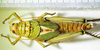CollectionObject 1498683; 828f73c6-4025-48ef-a3bd-1a77779d5fac: female, dorsal view. (CollectionObject).