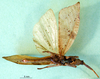 CollectionObject 1500991; 9a005da7-2df8-4174-91f1-24c565429a2d, DORSA BA000355S01: male, ventral view (holotype). (CollectionObject).