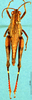 CollectionObject 1578663; 7b496661-5f71-4240-8a26-d0434a7f8177: female, dorsal view (paratype). (CollectionObject).